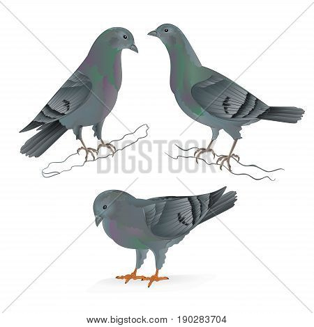 Carriers pigeons domestic breeds sports birds vintage set two vector animals illustration for design hand draw