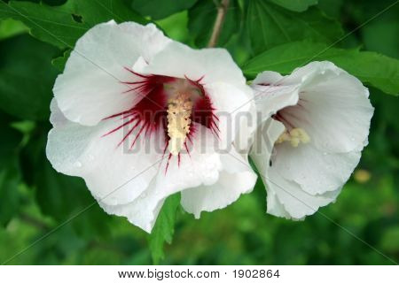 Witte Hibiscus