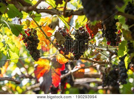 Bunches of Tinta Negra Mole grapes on pergola in Estreito de Camara de Lobos on Madeira. Portugal