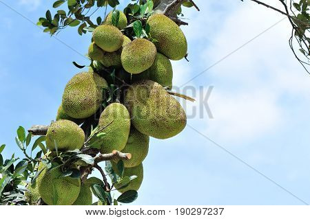 closeup of green jackfruit in growth at tree