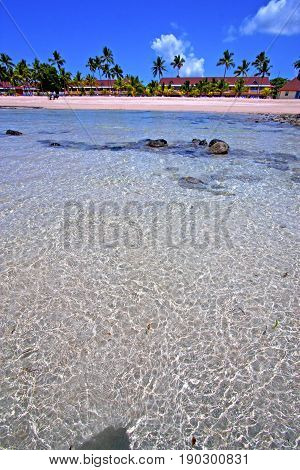 Beautiful Andilana Beach Seaweed   Indian House
