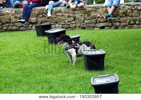 Beaulieu, Hampshire, Uk - May 29 2017: Fire Dog Of The Hampshire Arson Task Force Searching For Comb