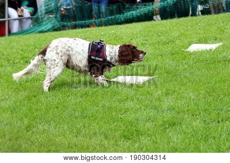 Beaulieu, Hampshire, Uk - May 29 2017: Fire Dog Of The Hampshire Arson Task Force Searching For Comb