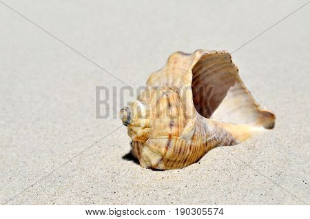 An Empty Shell Lying On The Sand In The Desert.