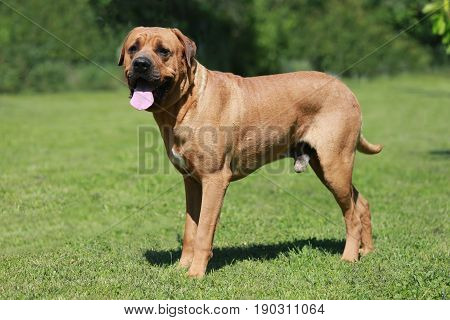 Tosa inu shepherd Japanese dog portrait against green natural background