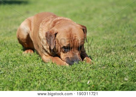 Young male japanese tosa inu dog playing in the green