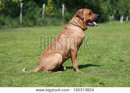 Tosa inu male dog closeup in the natural environment
