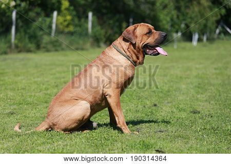 Young male tosa inu canine watching in the garden