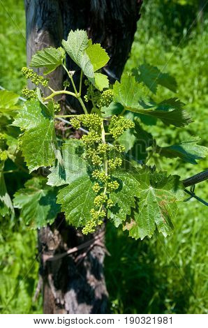 Small prosecco bunches in valdobbiadene in italy