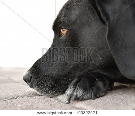 close up side profile of a black lab face with brown eyes and white background