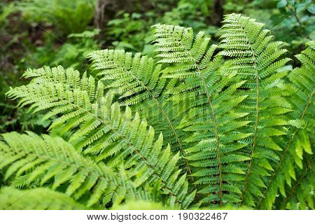 Fern leaf with water drops close-up rich green color