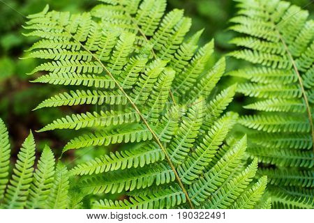 Fern leaf with water drops close-up rich green color