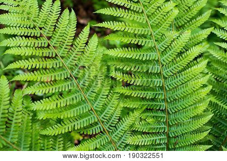 Fern leaf with water drops close-up rich green color