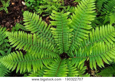 Fern leaf with water drops close-up rich green color