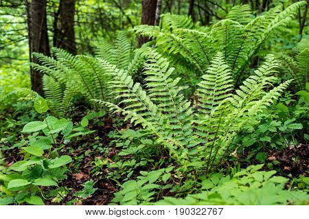 Fern leaf with water drops close-up rich green color