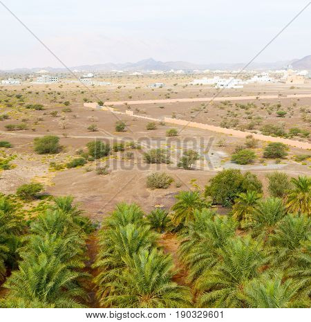 In Oman Garden And The Cultivation Of Palm Fruit From High