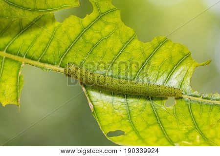 Chocolate Albatross (appias Lyncida) Caterpillar