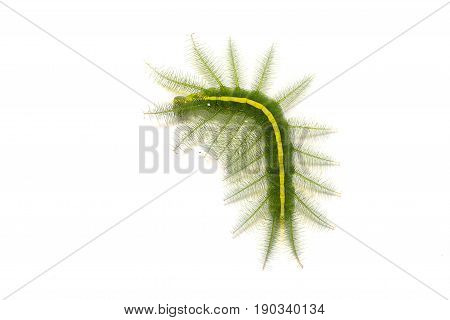 Mango Baron (euthalia Aconthea) Caterpillar