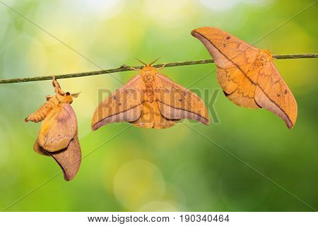 Cricula Silkmoth (cricula Trifenestrata)