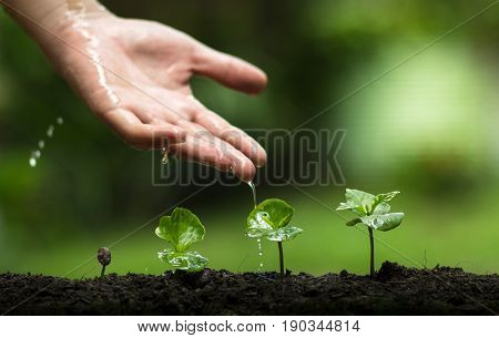 plant a tree,Grow coffee trees, freshness, hands protecting trees, watering, growing, green,