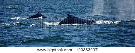 Humpback Whale Family is swinging along the coastline in Western Australia 
