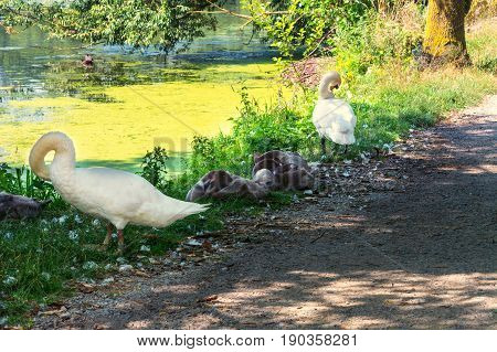 Two adult swans and seven swan children on the shore of a pond in Heiligenhaus Germany.