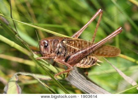 Grasshopper
