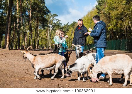 Goats In Zoo Safari Park Named Serengeti Park In Hodenhagen In 2
