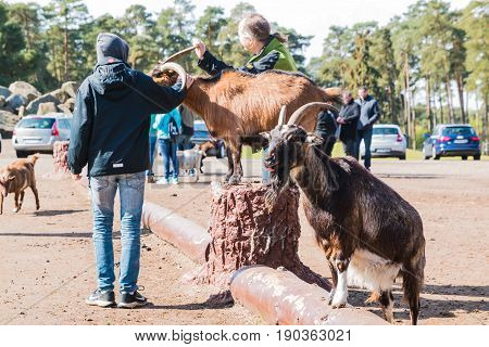Goats In Zoo Safari Park Named Serengeti Park In Hodenhagen In 2