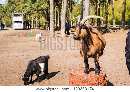 Goats In Zoo Safari Park Named Serengeti Park In Hodenhagen In 2