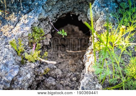 A small cave in the ground with moss and lichen