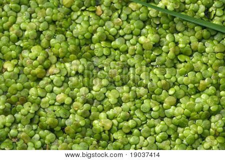 Lentilles d'eau