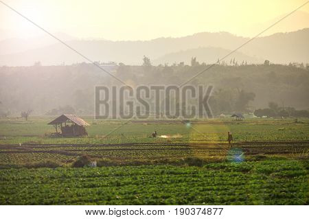 iew of a rural farm with small hut under the sunlight (flare effect)