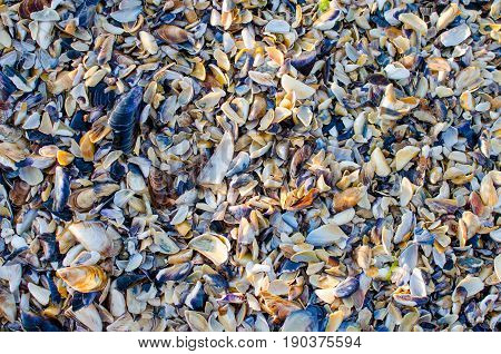 A lot of beautiful sheels from the sea