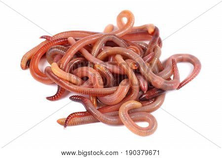 Fishing live bait red worm Dendrobena on a white background