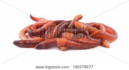 Fishing live bait red worm Dendrobena, on a white background