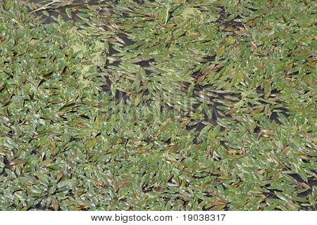 Lentilles d'eau