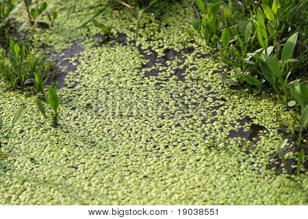 Lentilles d'eau