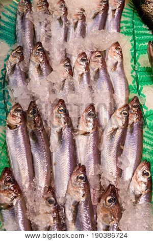 Fresh whiting on market. Raw fish on row