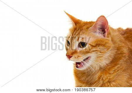 Adult red cat with overweigh isolated on a white background