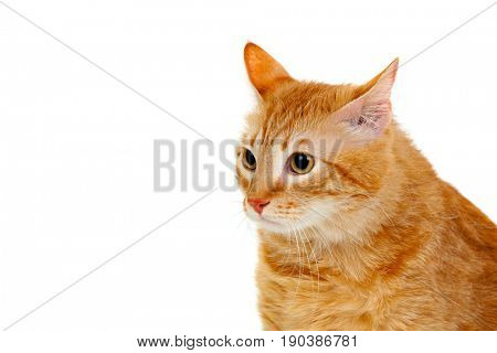 Adult red cat with overweigh isolated on a white background