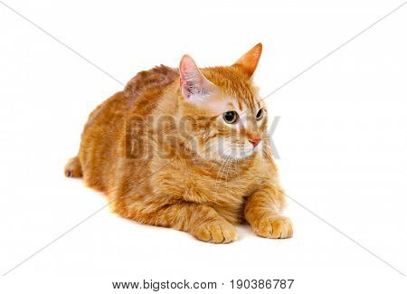 Adult red cat with overweigh isolated on a white background