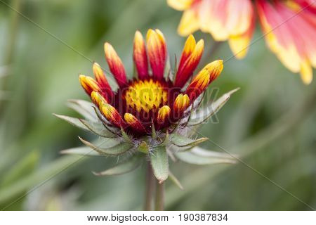 Gaillardia large-flowered in the flowering period in the garden