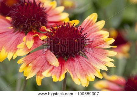 Gaillardia large-flowered in the flowering period in the garden