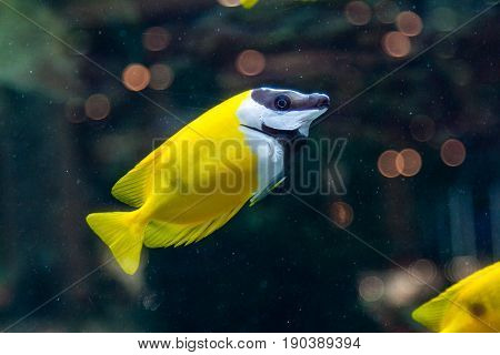 Fish Siganus Vulpinus