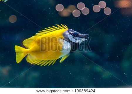 Fish Siganus Vulpinus