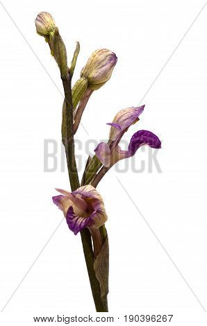 Violet Limodore Wild Orchid Flowers Profile Over White - Limodorum Abortivum