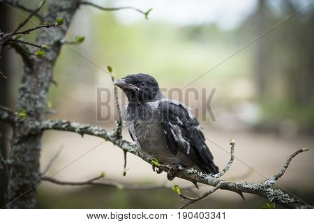 Chick Young Crows Closeup