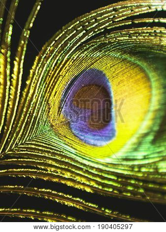 peacock feather with black background