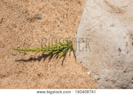 A Beautiful Closeup Of A Sea Sand And Seaside Puzzlegrass. Shallow Depth Of Field.